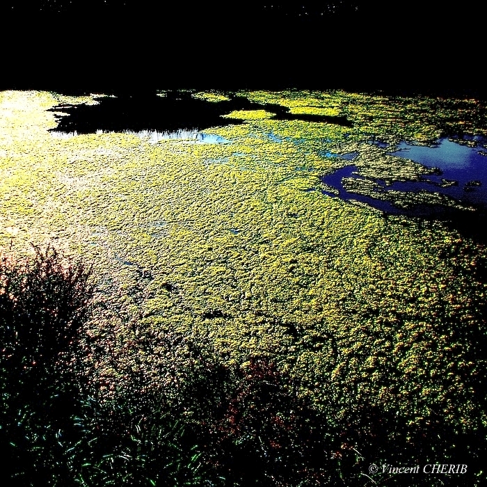 2025-10/05fok-desat-le-bleu-s-vuok